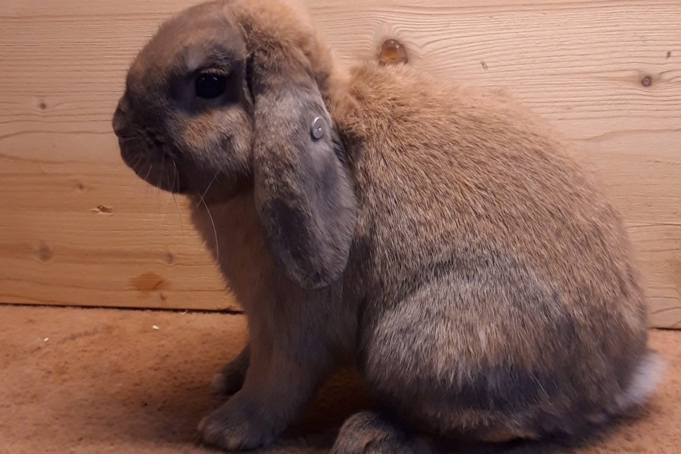 Minilop : le plus petit des lapins nains béliers - La Quotidienne 